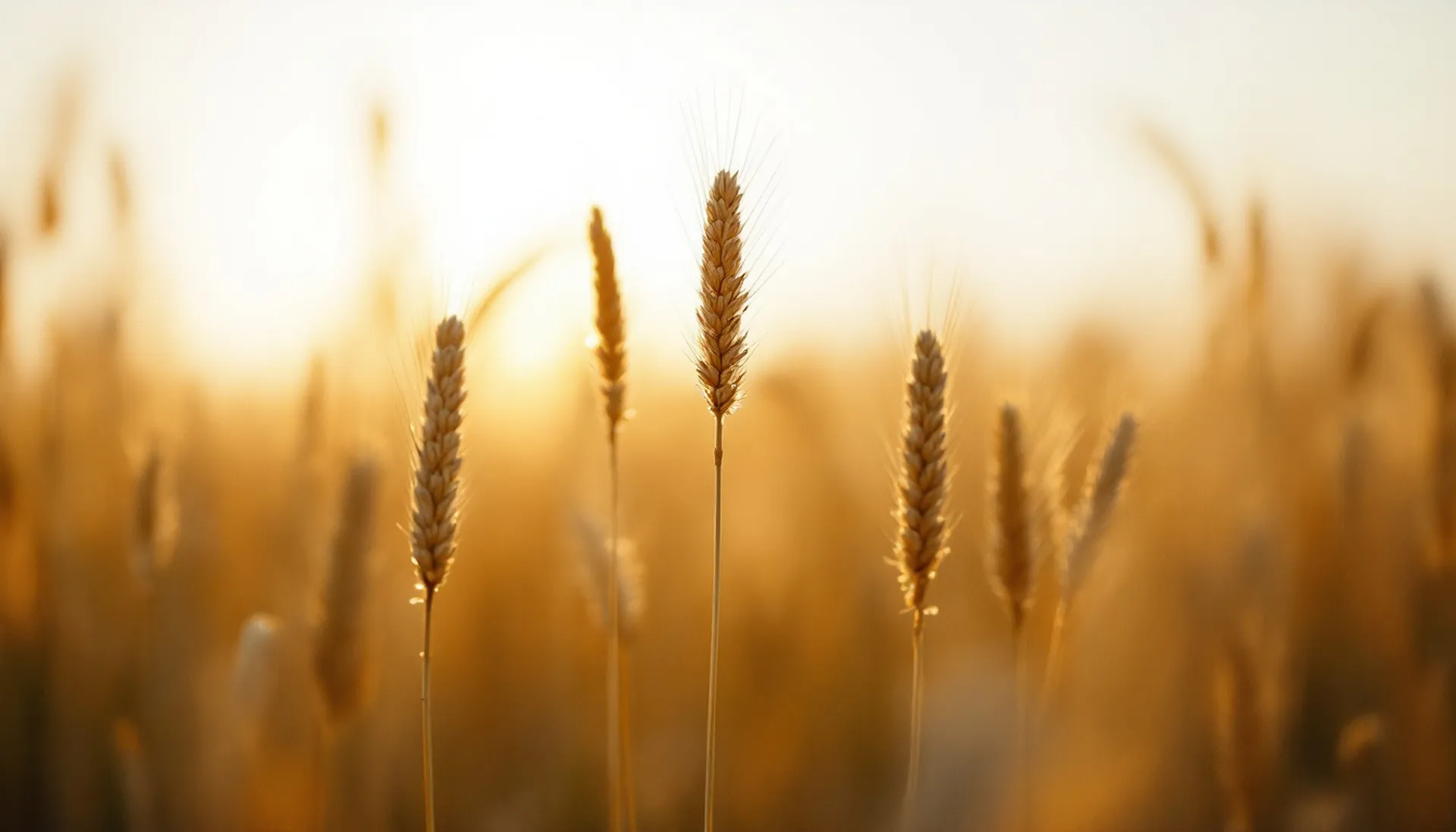 Close view of golden foxtail millet seed heads bowing in a field, MilletPath personal loan requests $100 to $5,000